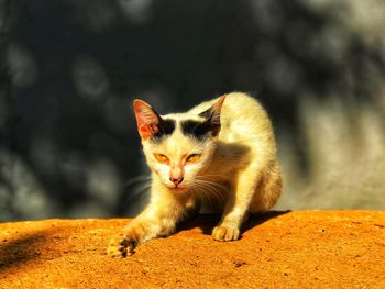 Portrait of cat on floor