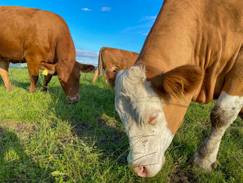 Cows grazing in a field