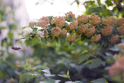 Close-up of flowers growing on tree