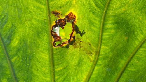 Full frame shot of green leaves