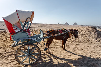 View of horse cart on sand