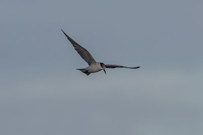 Low angle view of a bird flying