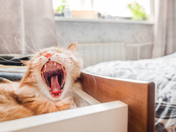 Ginger cat is yawning in chest of drawers. fluffy pet sleeps among folded clothes. 