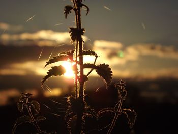 Close-up of plants against sunset