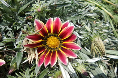 Close-up of pink flowers