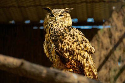 Close-up of owl