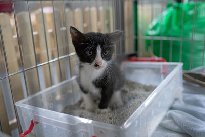 Portrait of black kitten