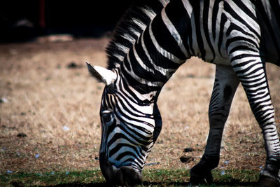 Zebra standing on field - zebra isola brioni croazia