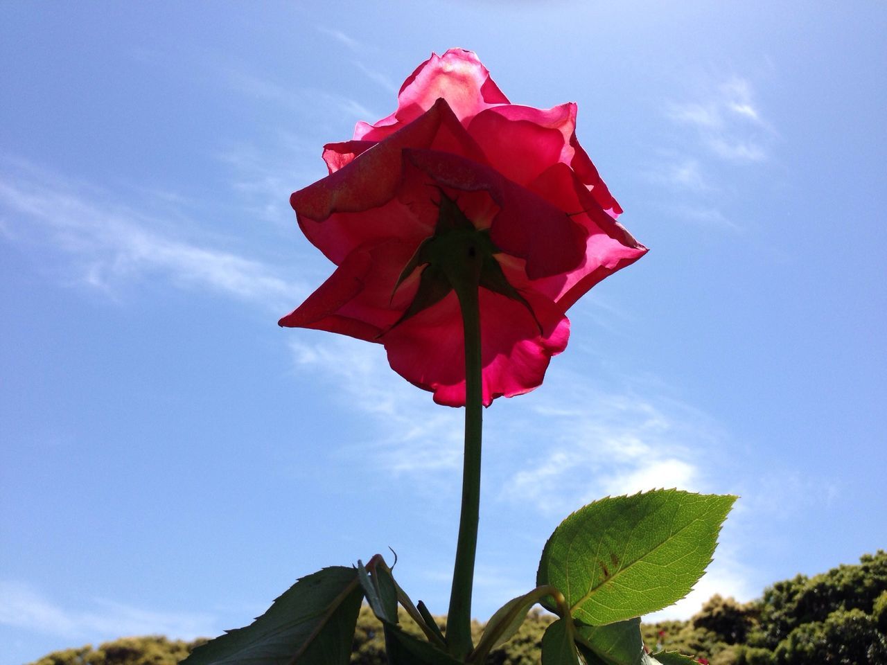 flower, low angle view, petal, freshness, red, sky, fragility, beauty in nature, flower head, growth, nature, blooming, cloud - sky, single flower, leaf, in bloom, day, cloud, close-up, plant