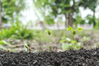 Close-up of small plant growing on land