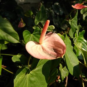 Close-up of flower blooming outdoors