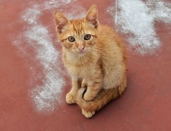 Portrait of cat sitting on floor