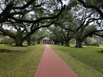 Trees in park