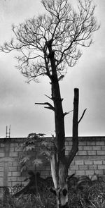 Bare trees against the sky