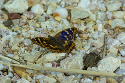 Close-up of butterfly on pebbles