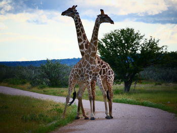 View of giraffe standing on road