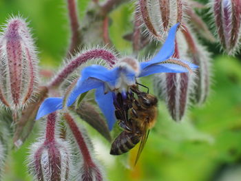 Close-up of bee on purple flower