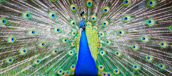 Full frame shot of peacock