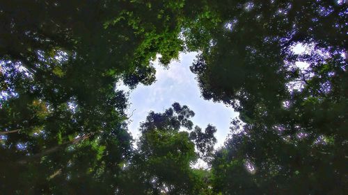 Low angle view of trees against sky