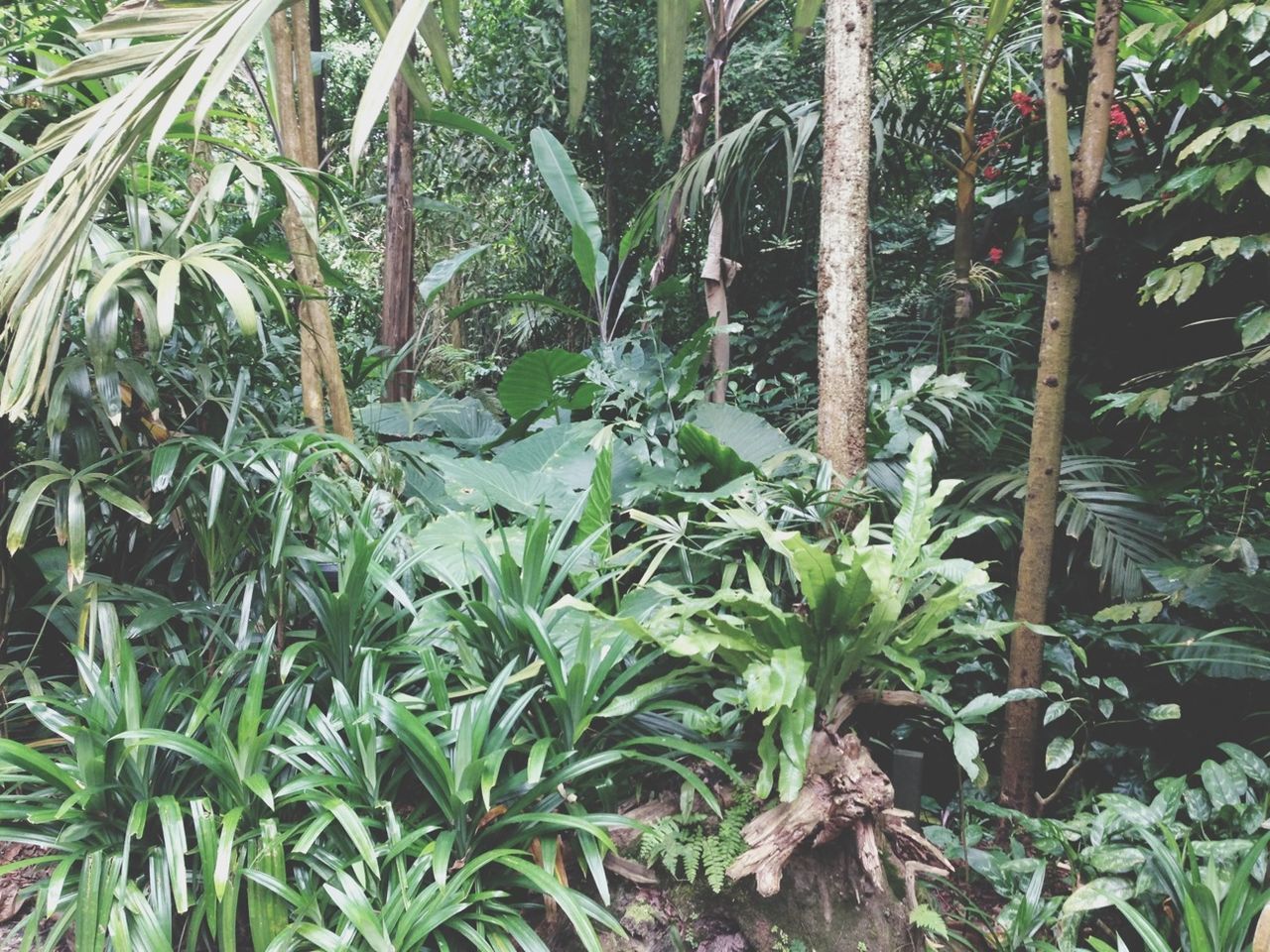 #jungle #green #nature #zoo #netherlands #beautiful #tree