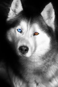 Close-up portrait of a dog