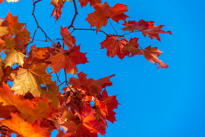 Low angle view of maple leaves against blue sky