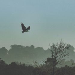 Low angle view of birds flying in sky