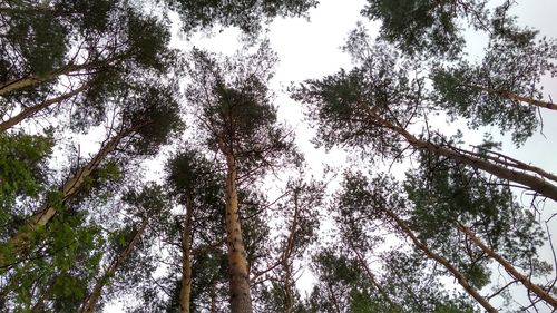 Low angle view of trees in forest against sky