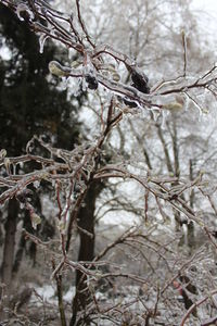 Close-up of bare tree branches during winter