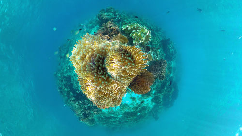 View of jellyfish swimming in sea