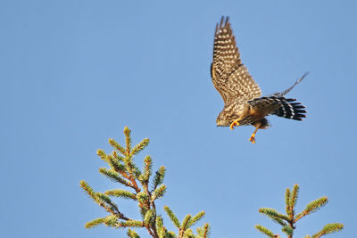 Low angle view of falcon flying against clear sky