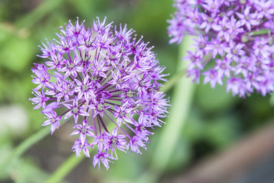 Close-up of purple flower