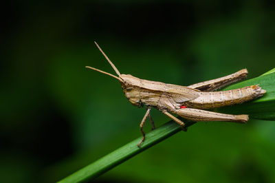 Close-up of grasshopper