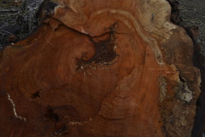 Close-up of tree trunk