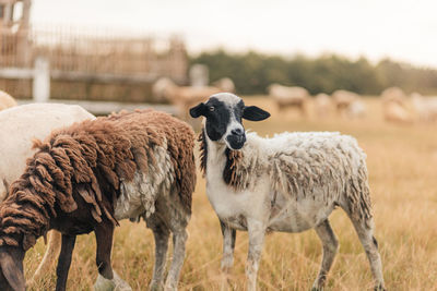 Sheep grazing on field