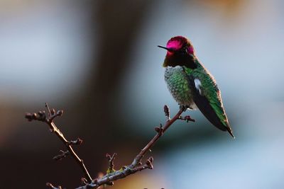 Close-up of bird perching on branch