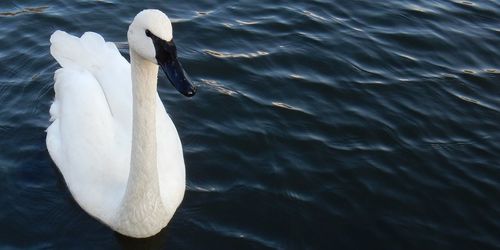 Swan swimming in lake