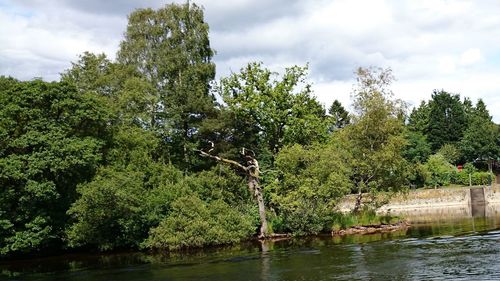 Scenic view of green and trees against sky