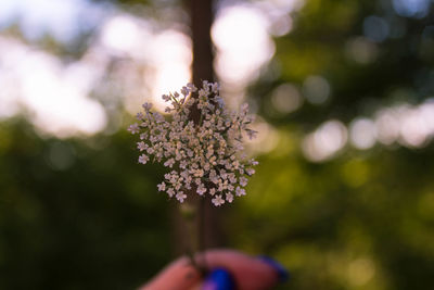 Close-up of hand holding flowering plant