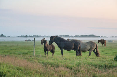 Horses in a field