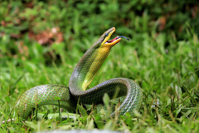 Gonyosoma snake ready to attack, closeup snake