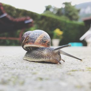 Close-up of snail