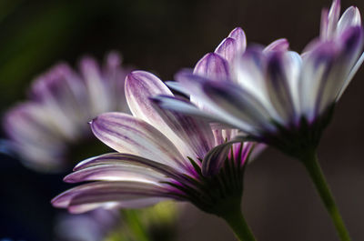 Close-up of purple flowering plant