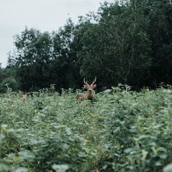 Deer standing in the middle of bushes