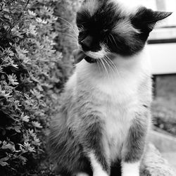 Close-up portrait of cat