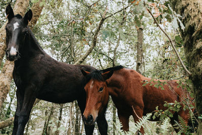 Close-up of a horse