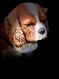 Close-up of dog looking away