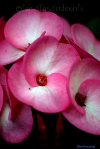 Close-up of pink rose flower