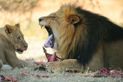 Lion looking away