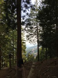 Trees in forest against sky